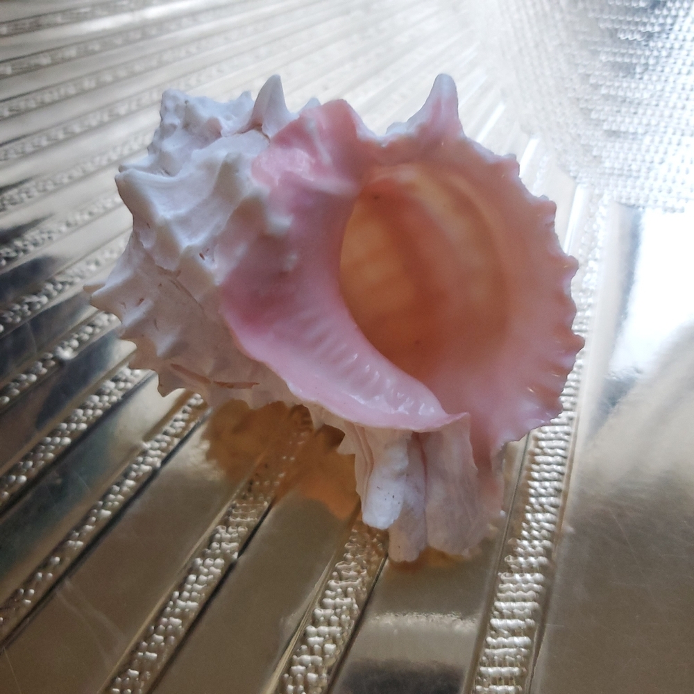 Elegant Pink and White Conch Shell Decor